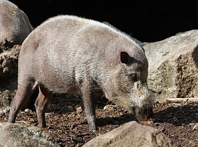 свиня, бородатий свиня, тварини, дикі, дикої природи, Природа, Фото
