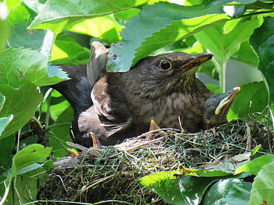 blackbird, nest, blackbird nest, bird's nest, bird young, bill, young birds