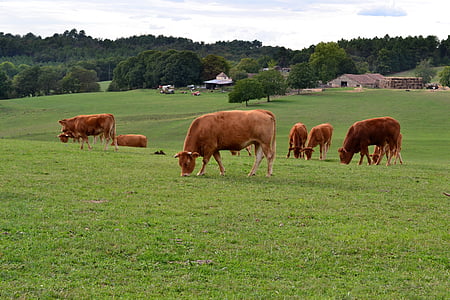 tehén, Tallózás, kérődző, állomány, legelő, Farm, barna tehén