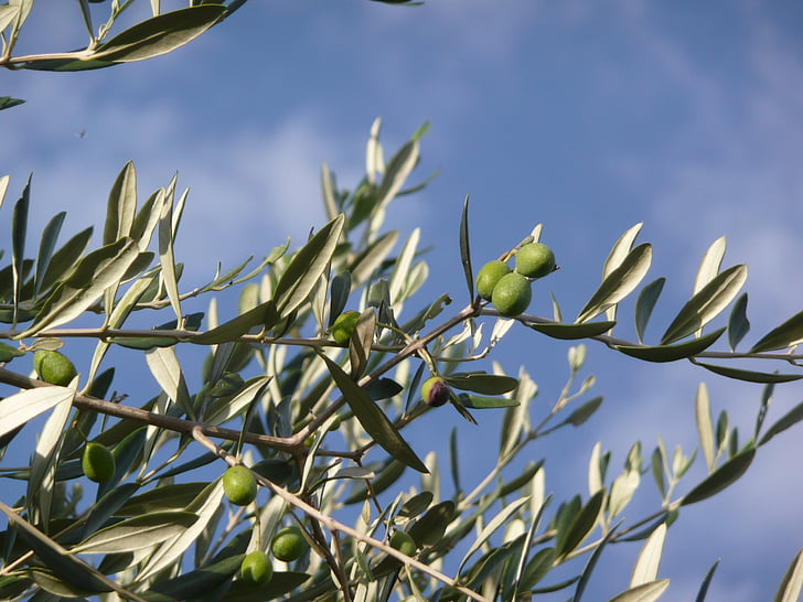 olivovník, olej, Toskánsko, značky, kampaň, Príroda, strom