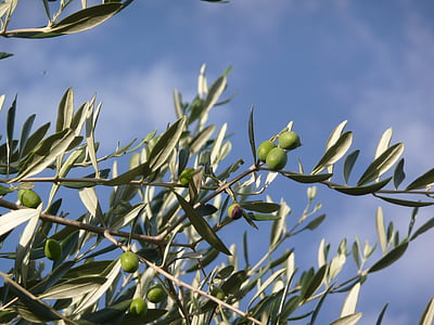 oliventræ, olie, Toscana, mærker, kampagne, natur, træ