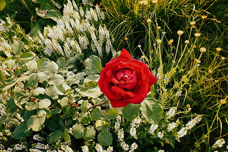 stieg, rot, Blumenbeet, Garten, Blüte, Bloom, rote rose