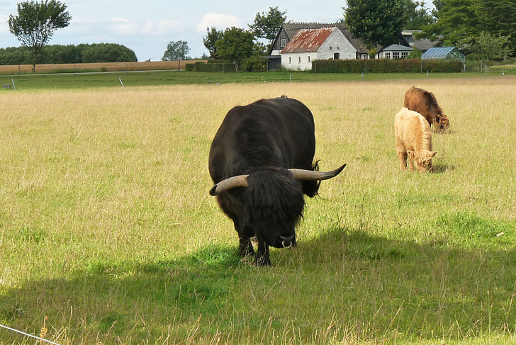 naturen, gård, Bull, landsbygd