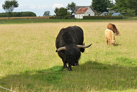 natureza, fazenda, touro, zona rural