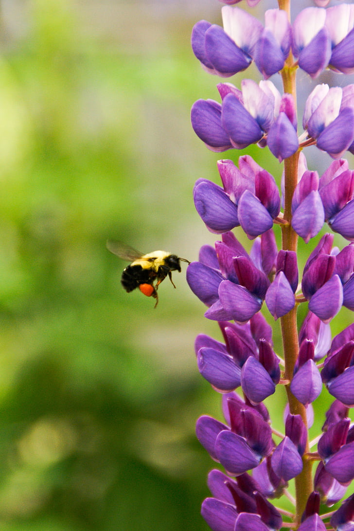 Pszczoła, unoszące się, fioletowy, petaled, kwiat, osy, Stinger