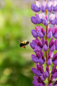 Пчела, Парящий, фиолетовый, лепестковый, цветок, Осы, жало