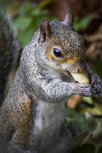 squirrel, park, peanut, autumn
