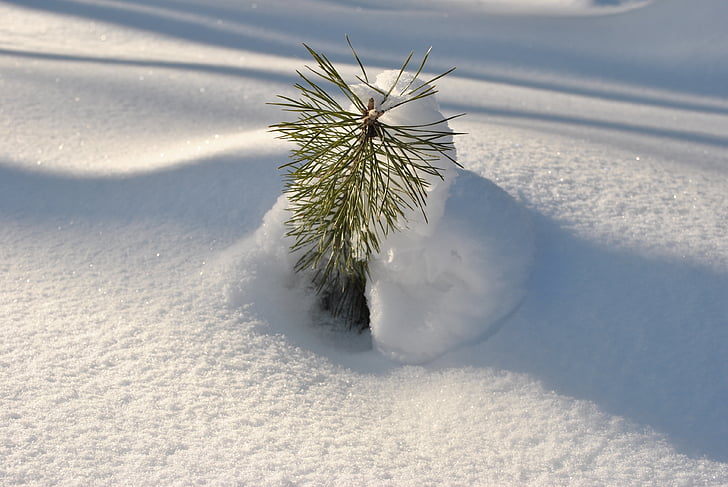 salju, matahari, spruce muda, snowdrift, tidak ada orang, alam, hari