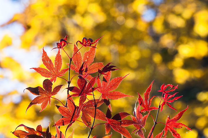 érable, automne, feuille, rouge, jaune, feuilles, Coloriage