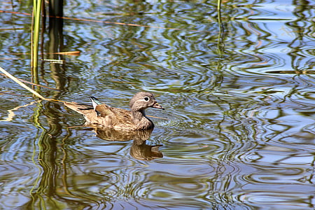 duck, gadwall, water bird, water, lake, water reflection, reflection