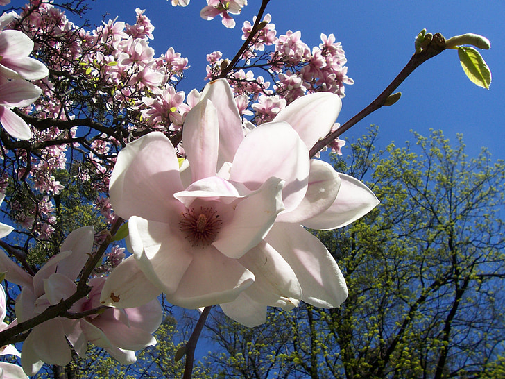 Magnolia, krim, merah muda, bunga, kelopak