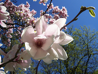 Magnolia, krém, rózsaszín, virág, szirom