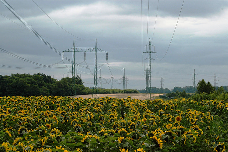 energy, sky, sunflower, perspective, nature, electricity, blue