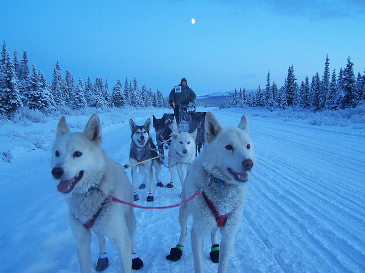 psy, sánky, tím, Tímová práca, zimné, sneh, Aljaška