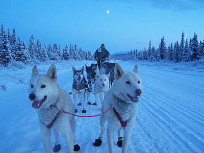 cães, trenó, equipe, trabalho em equipe, Inverno, neve, Alasca