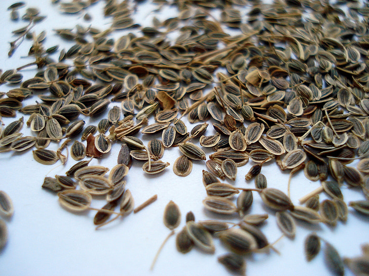 dill is the fruit of, dill, turakotu, food, seed, close-up, backgrounds