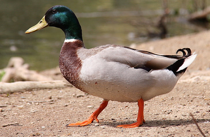 duck, ave, waterfowl, pond, pen, lake, ride