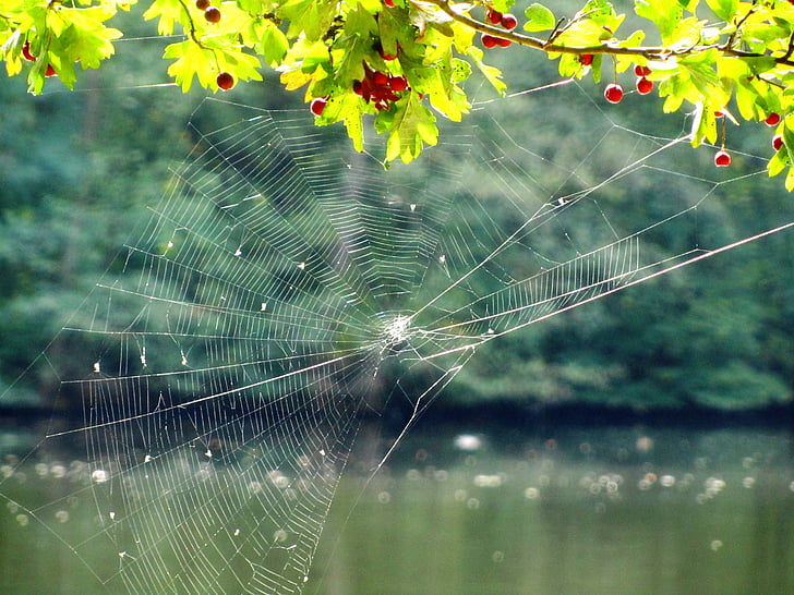 cobweb, network, tender, lake, nature, mood, autumn