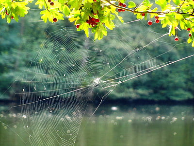 クモの巣, ネットワーク, 入札, 湖, 自然, 気分, 秋