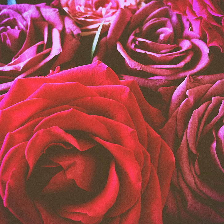 blomster, rosa, rød, røde blomster, røde roser, roser, blomst
