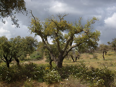 βαλανιδιά φελλού, Alentejo, Πορτογαλία, Κορκ, φύση, Αφρική, δέντρο