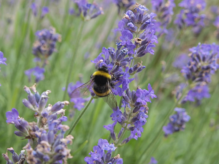 Levanda, Hummel, bičių, levandų gėlės, vabzdžių, violetinė, violetinė