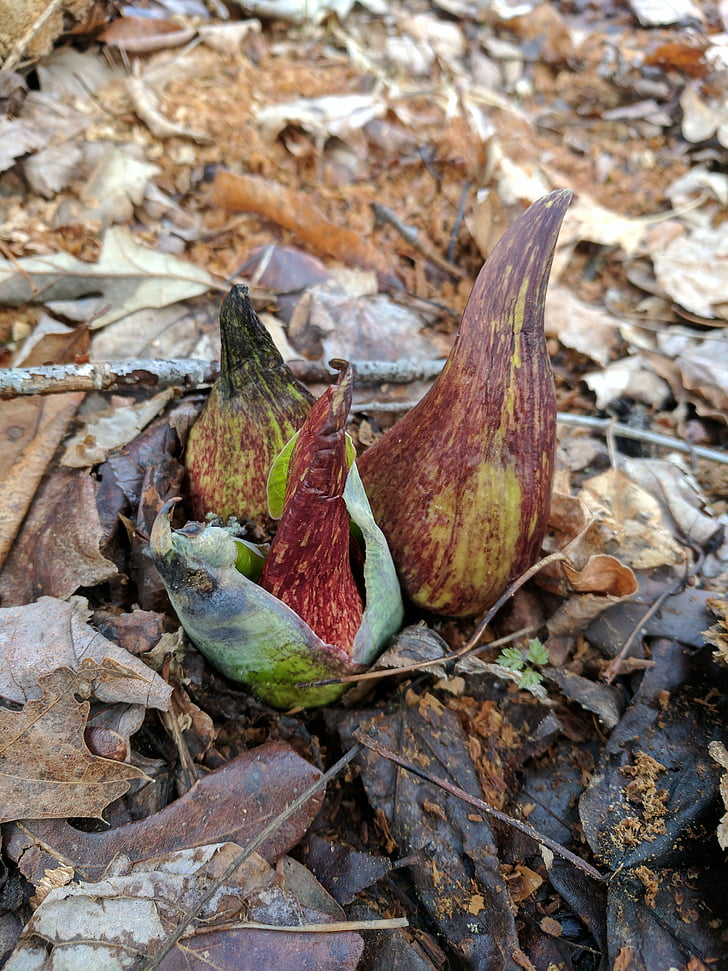 spring, nature, sprouting, skunk cabbage