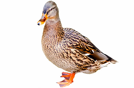 mallard, duck, water, side, profile, game bird, bird
