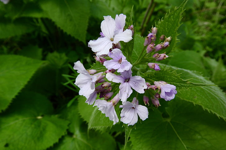 lunaria rediviva, ยืนต้น, ดอกไม้, lunaria, brassicaceae