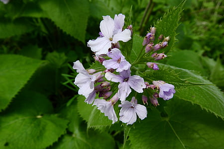Lunaria rediviva, trvalka, kvet, Lunaria, brassicaceae