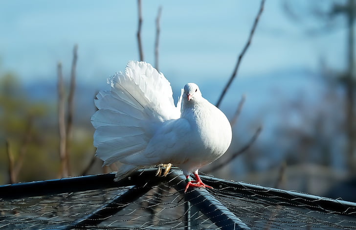 dove, white, bird, beautiful, romantic, nature, animal