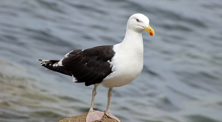 Free photo: kelp gull, gull, bird, nature, water, animal, natural | Hippopx