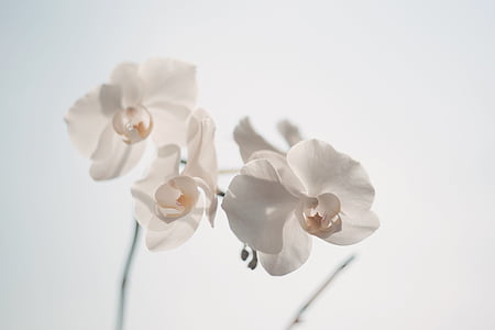 gyönyörű, Bloom, virágzó, Blossom, blur, világos, közeli kép: