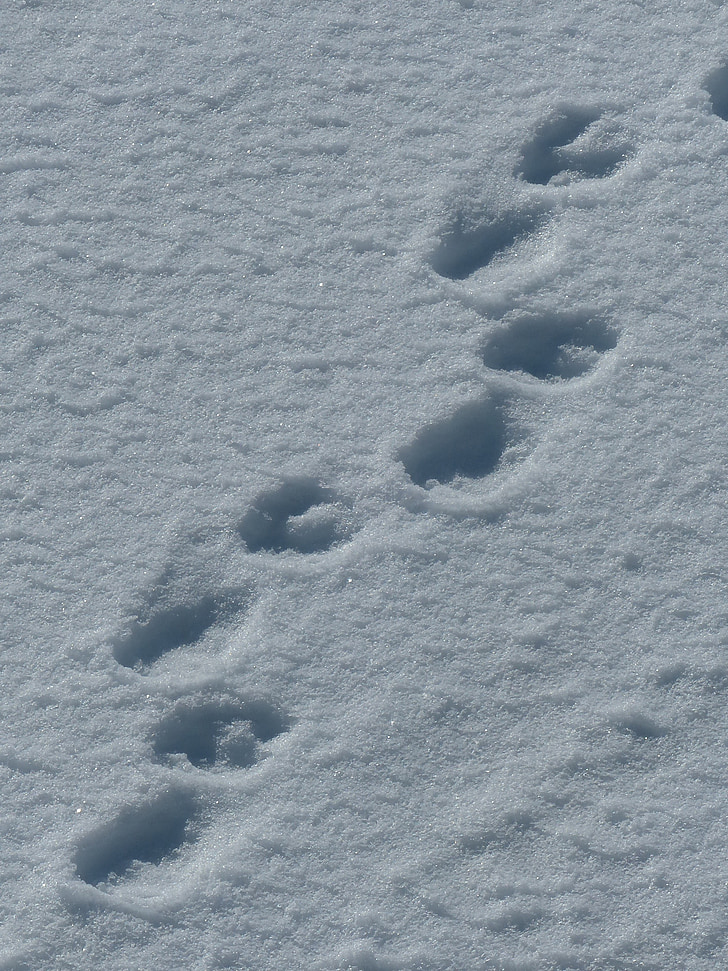 Spitsbergen, isbjørne, spor, sne, Paw prints