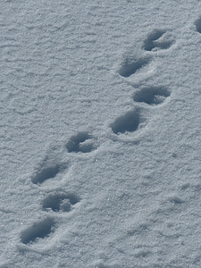 spitsbergen, polar bears, traces, snow, paw prints