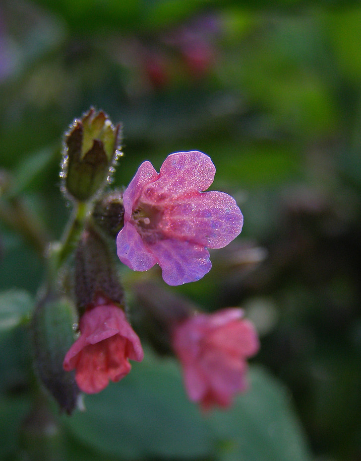spring, flower field, pink flower, pulmonaria officinalis moth, pulmonaria obscura, flora, nature