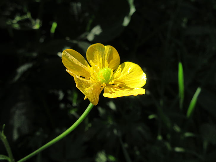 Buttercup, žltá, blo, lístkov, makro, žltý kvet, Príroda