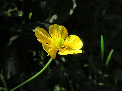 Buttercup, gul, blo, kronblad, makro, gul blomst, landskapet