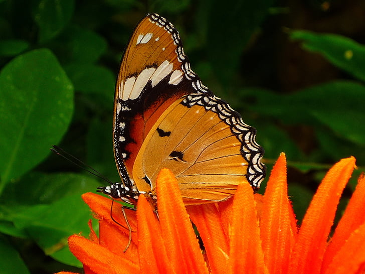 Motyl, owad, pływające, zwierząt, Plain tiger, skrzydło, latać