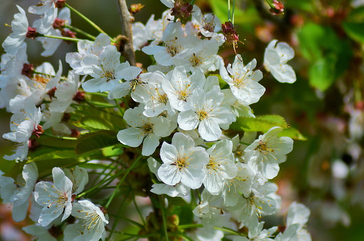 cereja, flor de cerejeira, Primavera, Branco, flor, florescência, árvore
