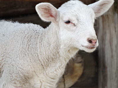 animais, ovelhas, natureza, lã