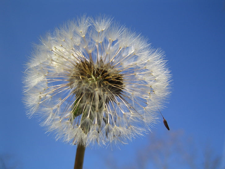 dandelion, sky, flower, summer, meadow, seeds, plant