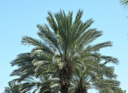 palmeira, palmas das mãos, céu, tropical, azul, paisagem