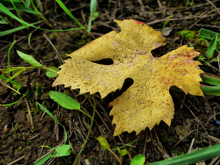 Blätter, fallen, Natur, Unterholz, Wald, Baum, Herbst Blatt