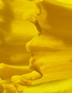 daffodil, yellow, macro, spring, flower, nature, springtime