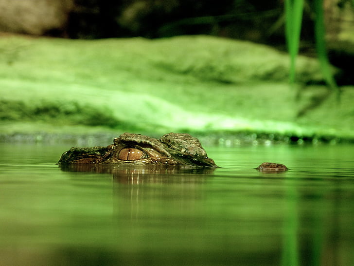 crocodile, alligator, dangerous, reptile, water, looking, eye