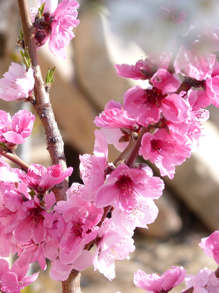 ดอกไม้, โรซา, ต้นอัลมอนด์, สีชมพู, ฤดูใบไม้ผลิ, ฤดูร้อน, ดอกไม้สีชมพู