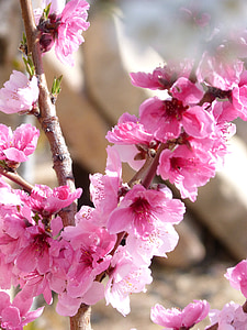 bunga, Rosa, pohon almond, merah muda, musim semi, musim panas, bunga