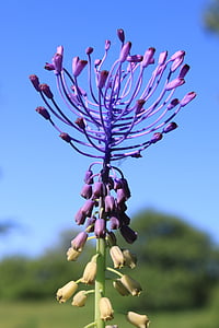 azul, Comosa, flores, Leopoldia, Muscari, púrpura, violeta