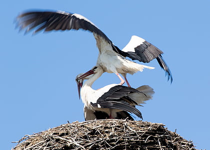 stork, may, spring, nature, animals, landscape, wing